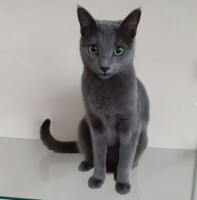 Котофото 58 — Гостиница для кошек «Маркиз»