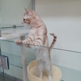 Для чего проводятся выставки кошек?