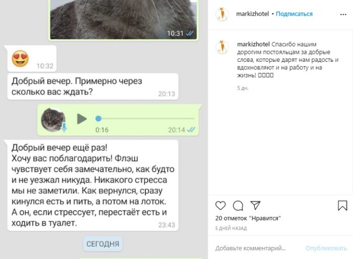 Котофото 88 — Гостиница для кошек «Маркиз»
