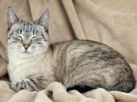 Котофото 55 — Гостиница для кошек «Маркиз»