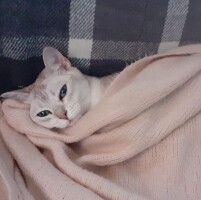 Спят усталые кисюли )