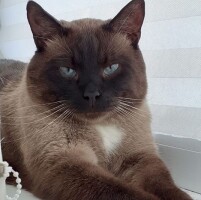 Котофото 31
