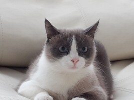 Кошечка Крема
