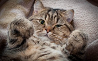 Фото кото «Леон»