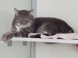 КотЭ