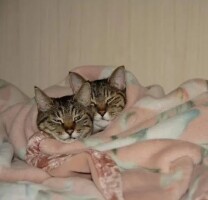 Котофото 54 — Гостиница для кошек «Маркиз»