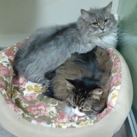 Котофото 38