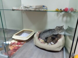 Котофото 10