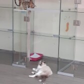 4 факта о КОТАХ