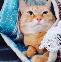 Котофото 39