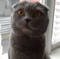 Котофото 57 — Гостиница для кошек «Маркиз»
