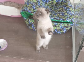 Фото Котенок «Тиша»