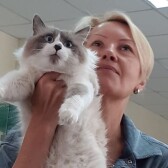 Сладкое и котики