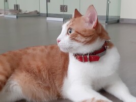 Котофото 14