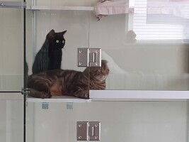 Гостиница для кошек Маркиз Москва — Фото Кото «Васька» и «Барсик»