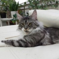 Котофото 33