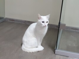 Котофото 6