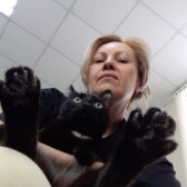 Сколько стоит передержка кошек в Зеленограде?
