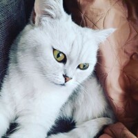 Котофото 51 — Гостиница для кошек «Маркиз»