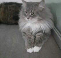 Котофото 41